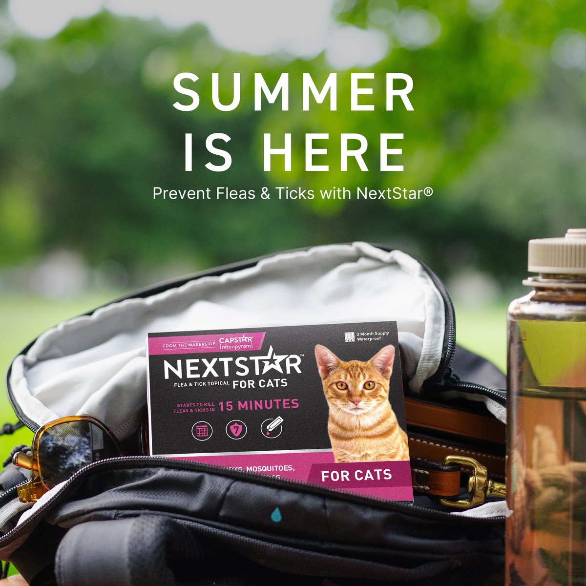 NEXTSTAR Fast Acting Cat Flea & Tick Treatment, 1 dose - Chewy.com - Fast Acting Cat Flea Control With Igr