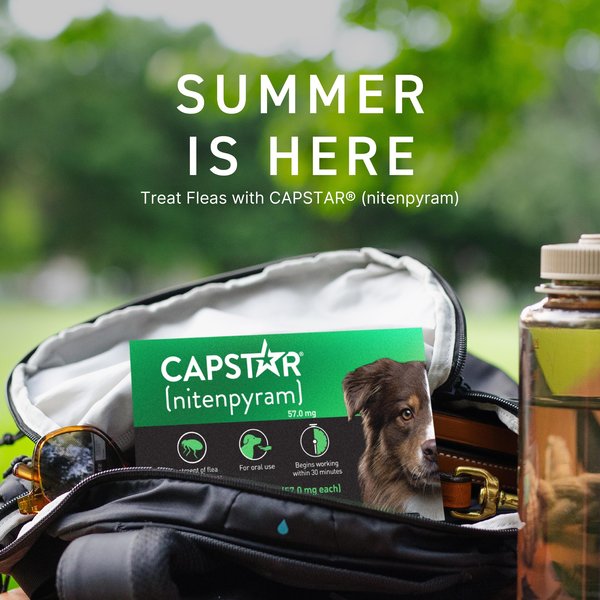 Capstar Flea Medicine Near Me Capstar Flea Tablets For Medium
