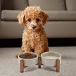 Show in main carousel: SpunkyJunky Ceramic & Acacia Wood Raised Dog Bowls, 2 count, Gray, 1.7 cup slide 7 of 7