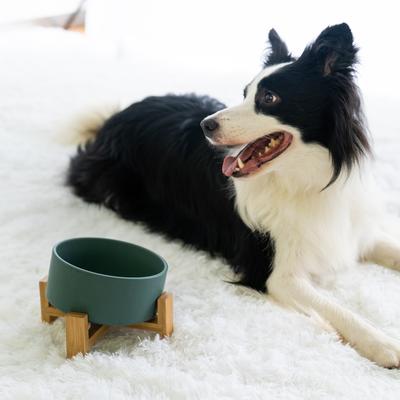 Show full view: SpunkyJunky Slanted Ceramic & Wood Non-Slip Dog Bowl, 1 count, 3.6 cup, Green slide 8 of 10