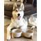 Show in main carousel: SpunkyJunky Ceramic & Wood Non-Slip Weighted Dog & Cat Bowls, 2 count, Grey, 7.6 cup slide 2 of 6
