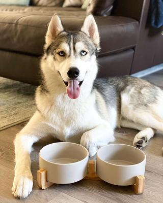 Show full view: SpunkyJunky Ceramic & Wood Non-Slip Weighted Dog & Cat Bowls, 2 count, Grey, 7.6 cup slide 2 of 6