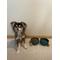 Show in main carousel: SpunkyJunky Ceramic & Wood Non-Slip Weighted Dog & Cat Bowls, 2 count, Green, 1.7 cup slide 3 of 8