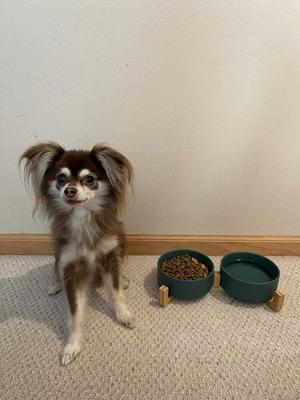 Show full view: SpunkyJunky Ceramic & Wood Non-Slip Weighted Dog & Cat Bowls, 2 count, Green, 1.7 cup slide 3 of 8