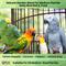 Show in main carousel: Birds LOVE Natural Garden Blend Sunflower-Free Conure Bird Food, 4-lb bag slide 3 of 7