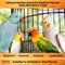 Show in main carousel: Birds LOVE Natural Garden Blend Medium Parrot Bird Food, 4-lb bag slide 3 of 7