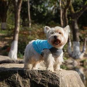 Pebot Dobby Dog & Cat Sun Protection T-Shirt, Turquoise, Size 14