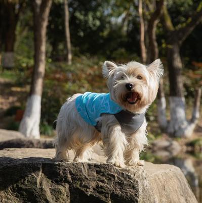 Show full view: Pebot Dobby Dog & Cat Sun Protection T-Shirt, Turquoise, Size 12 slide 2 of 4