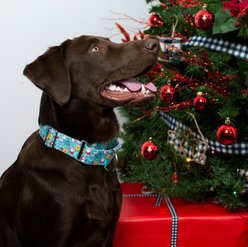 Country Brook Design Santa & Friends Martingale Dog Collar, Medium slide 2 of 7