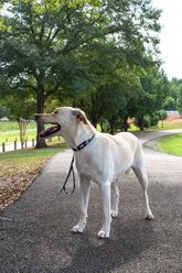 Country Brook Design I Love Mom Martingale Dog Collar, Large slide 2 of 6