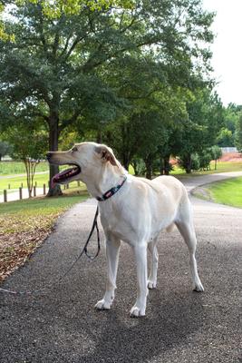 Show full view: Country Brook Design I Love Mom Martingale Dog Collar, Medium slide 2 of 6