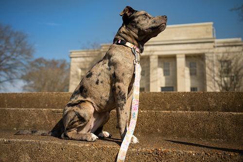 Show full view: Country Brook Design Deluxe Watercolor Peonies Dog Collar, X-Large slide 2 of 6