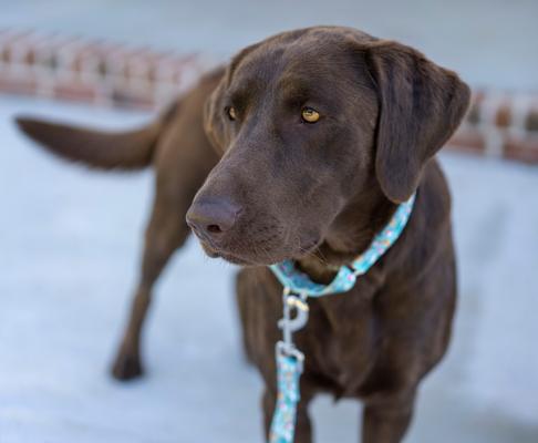 Show full view: Country Brook Design Santa & Friends Martingale Dog Collar, Large slide 3 of 7