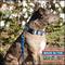 Show in main carousel: Country Brook Design Deluxe Serape Dog Collar, Blue, Small slide 3 of 9