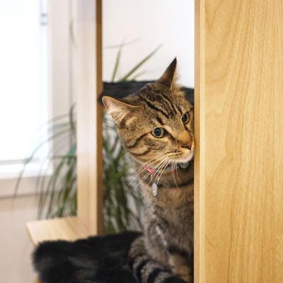 Show full view: 4 Cats & Dogs Cali 47-in Cat Tree, Oak slide 3 of 3