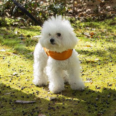 Show full view: Pebot Hedwig Dog & Cat Sun Protection Cooling Harness, Ginger, Size 10 slide 4 of 5