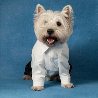 Show full view: Pebot Jack Dog & Cat Shirt Pant Suit Set, White/Black, Size 12 slide 2 of 5