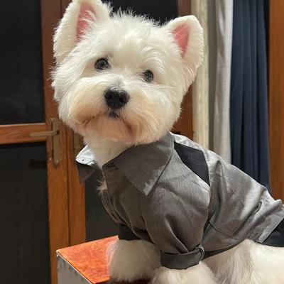 Show full view: Pebot Jack Dog & Cat Shirt Pant Suit Set, Gray/Black, Size 10 slide 4 of 5