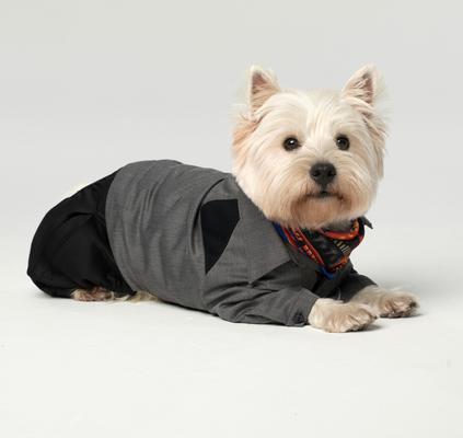 Show full view: Pebot Jack Dog & Cat Shirt Pant Suit Set, Gray/Black, Size 10 slide 2 of 5