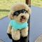 Show in main carousel: Pebot Gobi Dog & Cat UPF 50+ Sun Protection T-Shirt, Teal, Size 12 slide 4 of 7