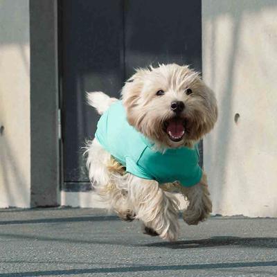Show full view: Pebot Gobi Dog & Cat UPF 50+ Sun Protection T-Shirt, Teal, Size 12 slide 3 of 7