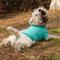 Show in main carousel: Pebot Gobi Dog & Cat UPF 50+ Sun Protection T-Shirt, Teal, Size 12 slide 5 of 7