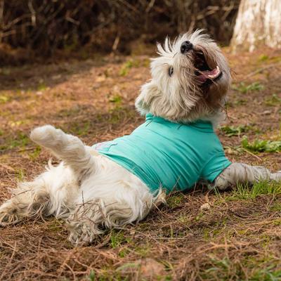 Show full view: Pebot Gobi Dog & Cat UPF 50+ Sun Protection T-Shirt, Teal, Size 12 slide 5 of 7