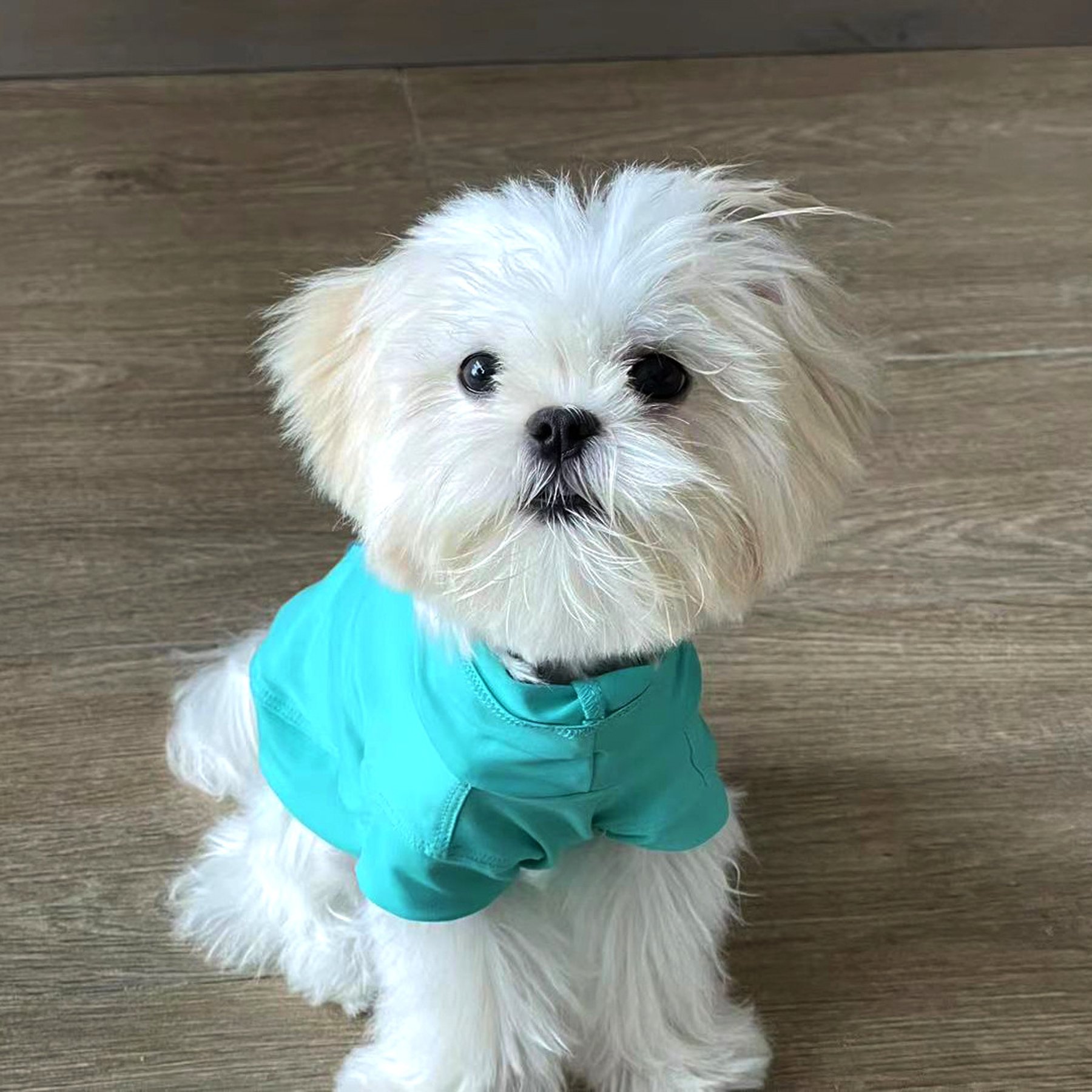Pebot Gobi Dog & Cat UPF 50+ Sun Protection T-Shirt, Teal, Size 16