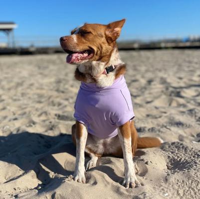 Show full view: Pebot Gobi Dog & Cat UPF 50+ Sun Protection T-Shirt, Lavender, Size 20 slide 3 of 5