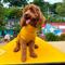 Show in main carousel: Pebot Gobi Dog & Cat UPF 50+ Sun Protection T-Shirt, Ginger, Size 12 slide 4 of 5