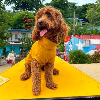 Show full view: Pebot Gobi Dog & Cat UPF 50+ Sun Protection T-Shirt, Ginger, Size 12 slide 4 of 5