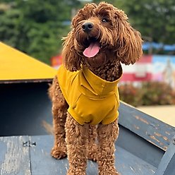 Pebot Gobi Dog & Cat UPF 50+ Sun Protection T-Shirt, Ginger, Size 26 slide 2 of 5