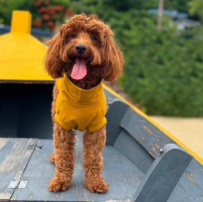 Show full view: Pebot Gobi Dog & Cat UPF 50+ Sun Protection T-Shirt, Ginger, Size 12 slide 3 of 5