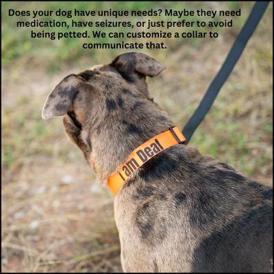 Show full view: Country Brook Petz Personalized Just Ducky Dog Collar, Large: 16 to 26-in neck, 1-in wide slide 7 of 10