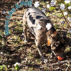 Country Brook Petz Personalized Dog Collar, Orange, Medium: 13 to 16-in neck, 1-in wide slide 2 of 9