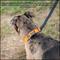 Show in main carousel: Country Brook Petz Personalized Dog Collar, Orange, Medium: 13 to 16-in neck, 1-in wide slide 7 of 9