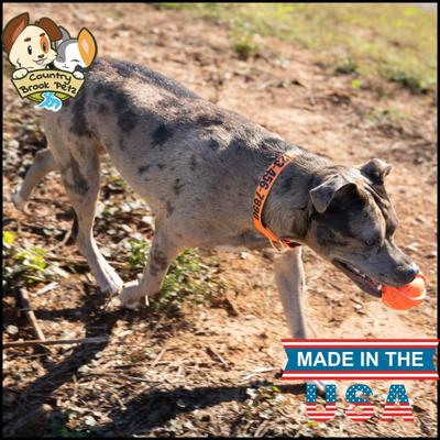 Show full view: Country Brook Petz Personalized Dog Collar, Orange, Medium: 13 to 16-in neck, 1-in wide slide 4 of 9