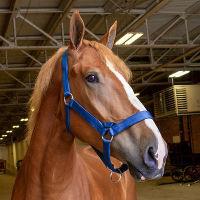 Show full view: Tough1 Nylon Horse Draft Halter, Royal Blue slide 2 of 2