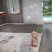 Show in main carousel: Pet Fit For Life Cat Wands Toy, Medium slide 6 of 9