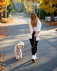 Sunny Tails 4-in-1 Convertible Hands Free Cloud Dog Leash, 8.5-ft long, 5/8-in wide, Cherry Red slide 2 of 8