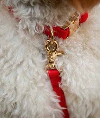 Show full view: Sunny Tails Cloud Waterproof Dog Collar, Cherry Red, Medium: 12 to 18-in neck, 3/4-in wide slide 3 of 6