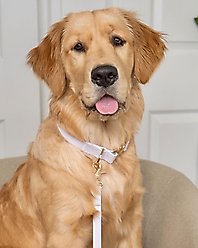 Sunny Tails Cloud Waterproof Dog Collar, Lavender Haze, Large: 16 to 24-in neck, 1-in wide slide 2 of 4