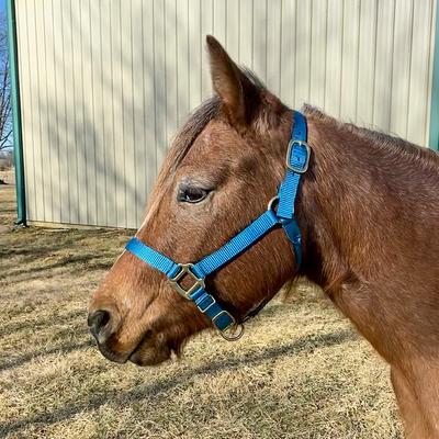 Show full view: Tough1 Premium Horse Halter, Royal Blue, Pony slide 2 of 3