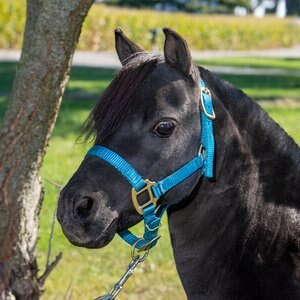 Tough1 Premium Horse Halter, Turquoise, Miniature - Medium