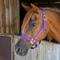 Show in main carousel: Tough1 Premium Horse Halter, Purple, Horse slide 2 of 3