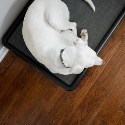 Show full view: Snorehound Chew-Proof Aluminum Frame Elevated Dog Bed, Peppered Paws, Medium slide 4 of 5