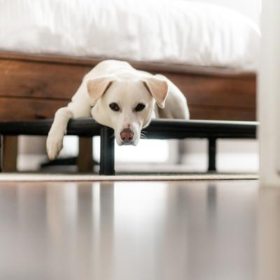 Show full view: Snorehound Chew-Proof Aluminum Frame Elevated Dog Bed, Peppered Paws, Medium slide 3 of 5