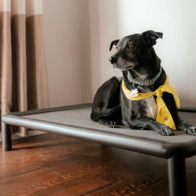 Show full view: Snorehound Chew-Proof Aluminum Frame Elevated Dog Bed, Peppered Paws, Small slide 4 of 6