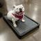 Show in main carousel: Snorehound Chew-Proof Aluminum Frame Elevated Dog Bed, Peppered Paws, Small slide 5 of 6