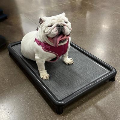 Show full view: Snorehound Chew-Proof Aluminum Frame Elevated Dog Bed, Peppered Paws, Small slide 5 of 6